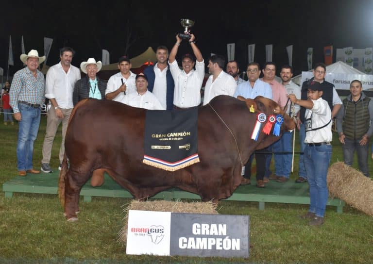 Expo 2024 eligen a campeones en Brangus y Brahman